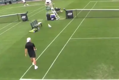 Regardez : Un goéland vole une banane pendant le match de Bernard Tomic au Challenger de Dublin